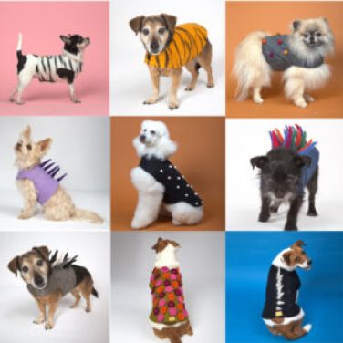 Dharma Dog Petwear Closeout